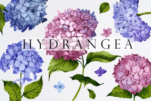 Bring Your Projects to Life with Hydrangea Watercolor Illustrations